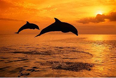 卡普空临时取消CEDEC演讲 《怪物猎人：荒野》性能优化主题被撤