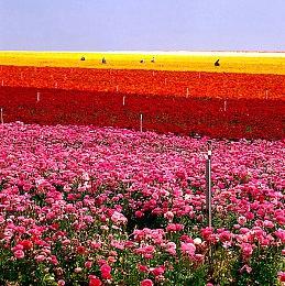 《蕾斯莱莉娅娜的炼金工房》首支宣传片！ 9月26日上线